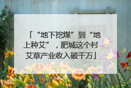 “地下挖煤”到“地上种艾”，肥城这个村艾草产业收入破千万
