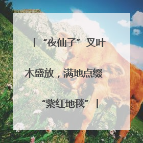 “夜仙子”叉叶木盛放，满地点缀“紫红地毯”
