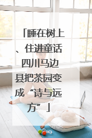 睡在树上、住进童话 四川马边县把茶园变成“诗与远方”