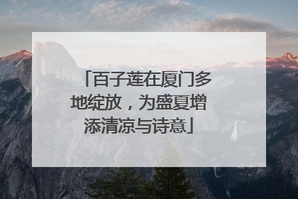 百子莲在厦门多地绽放，为盛夏增添清凉与诗意