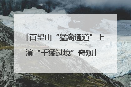 百望山“猛禽通道”上演“千猛过境”奇观