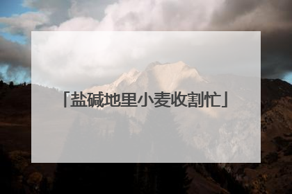 盐碱地里小麦收割忙