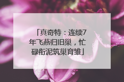 真奇特：连续7年飞燕归旧巢，忙碌衔泥筑巢育雏