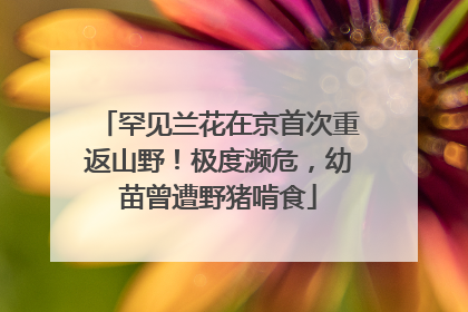 罕见兰花在京首次重返山野！极度濒危，幼苗曾遭野猪啃食