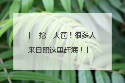 一挖一大筐！很多人来日照这里赶海！