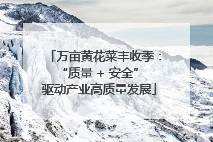 万亩黄花菜丰收季：“质量 + 安全” 驱动产业高质量发展