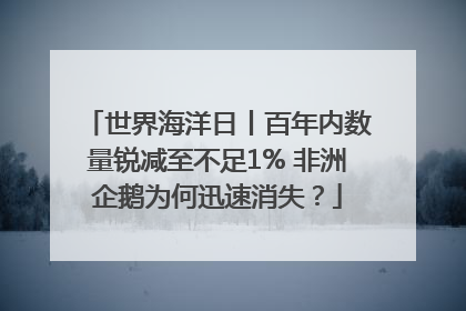 世界海洋日丨百年内数量锐减至不足1% 非洲企鹅为何迅速消失？