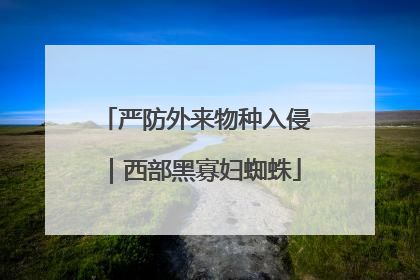 严防外来物种入侵｜西部黑寡妇蜘蛛