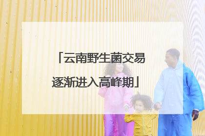 云南野生菌交易逐渐进入高峰期