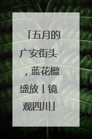 五月的广安街头，蓝花楹盛放丨镜观四川
