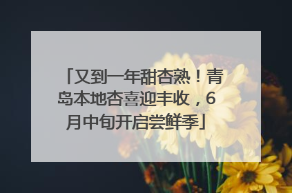 又到一年甜杏熟！青岛本地杏喜迎丰收，6月中旬开启尝鲜季