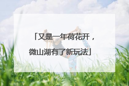又是一年荷花开，微山湖有了新玩法
