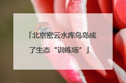 北京密云水库鸟岛成了生态“训练场”