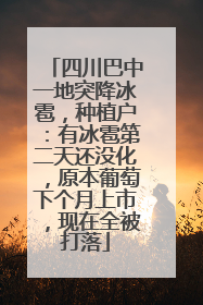 四川巴中一地突降冰雹，种植户：有冰雹第二天还没化，原本葡萄下个月上市，现在全被打落
