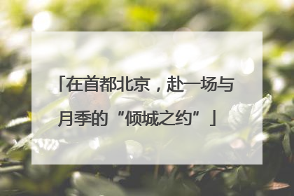 在首都北京，赴一场与月季的“倾城之约”