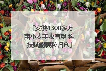 安徽4300多万亩小麦丰收有望 科技赋能颗粒归仓