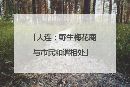 大连：野生梅花鹿与市民和谐相处