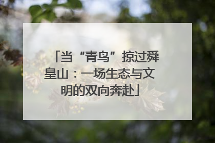 当“青鸟”掠过舜皇山：一场生态与文明的双向奔赴