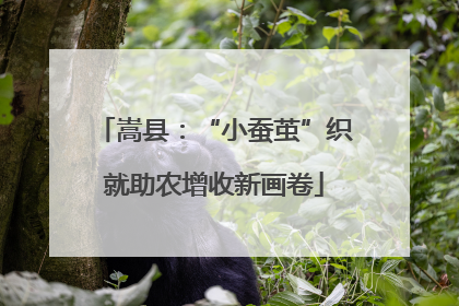 嵩县：“小蚕茧”织就助农增收新画卷