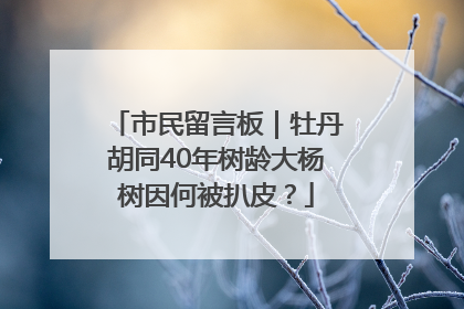 市民留言板｜牡丹胡同40年树龄大杨树因何被扒皮？