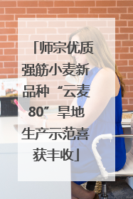 师宗优质强筋小麦新品种“云麦80”旱地生产示范喜获丰收