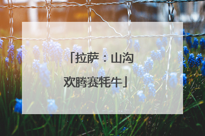 拉萨：山沟欢腾赛牦牛