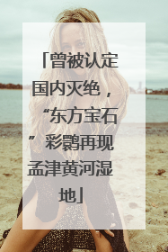 曾被认定国内灭绝，“东方宝石”彩鹮再现孟津黄河湿地