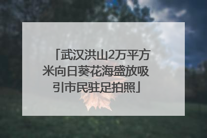 武汉洪山2万平方米向日葵花海盛放吸引市民驻足拍照