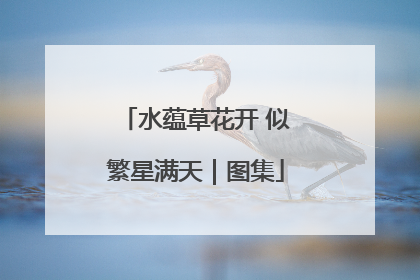 水蕴草花开 似繁星满天｜图集