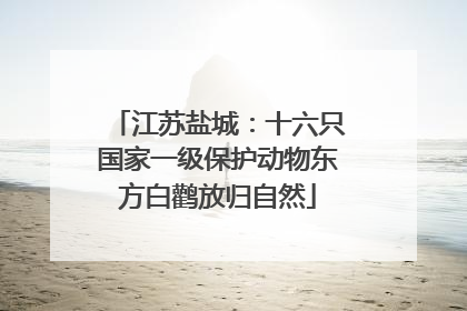 江苏盐城：十六只国家一级保护动物东方白鹳放归自然