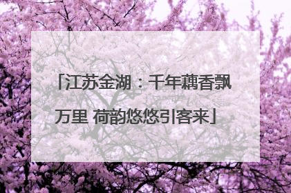 江苏金湖：千年藕香飘万里 荷韵悠悠引客来