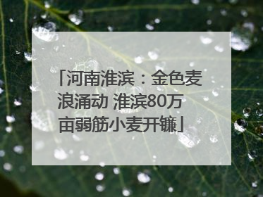 河南淮滨：金色麦浪涌动 淮滨80万亩弱筋小麦开镰