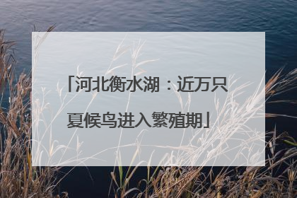 河北衡水湖：近万只夏候鸟进入繁殖期