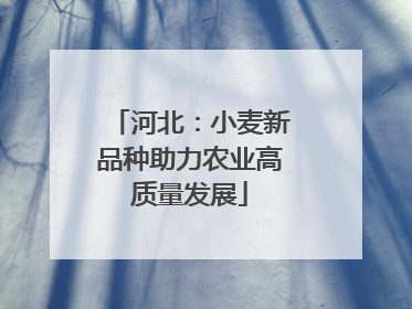 河北：小麦新品种助力农业高质量发展
