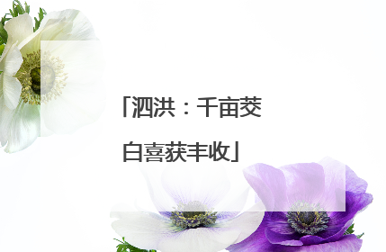 泗洪：千亩茭白喜获丰收