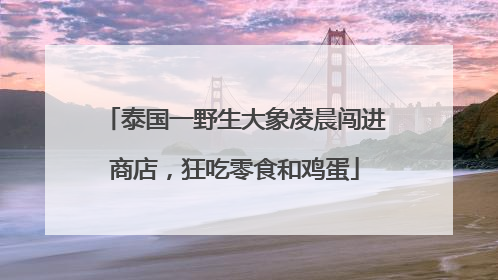 泰国一野生大象凌晨闯进商店，狂吃零食和鸡蛋