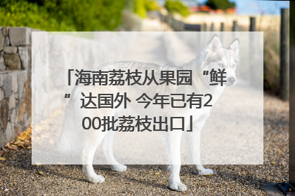 海南荔枝从果园“鲜”达国外 今年已有200批荔枝出口