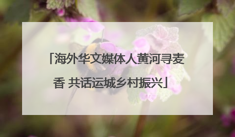 海外华文媒体人黄河寻麦香 共话运城乡村振兴