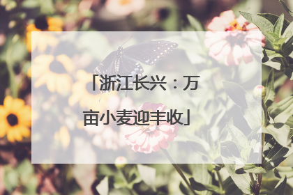 浙江长兴：万亩小麦迎丰收