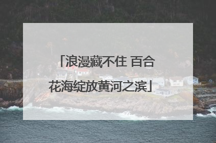 浪漫藏不住 百合花海绽放黄河之滨