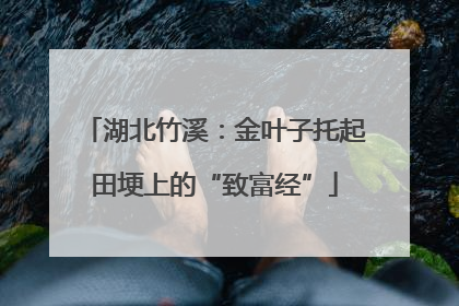 湖北竹溪：金叶子托起田埂上的“致富经”