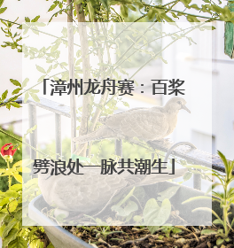 漳州龙舟赛：百桨劈浪处一脉共潮生