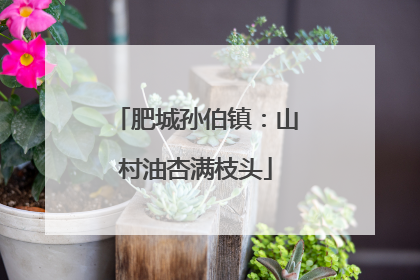 肥城孙伯镇：山村油杏满枝头