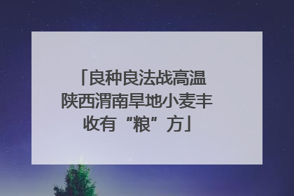 良种良法战高温 陕西渭南旱地小麦丰收有“粮”方