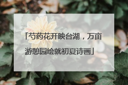 芍药花开映台湖，万亩游憩园绘就初夏诗画