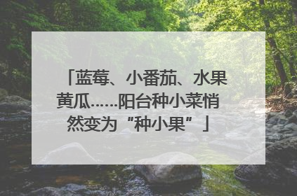 蓝莓、小番茄、水果黄瓜……阳台种小菜悄然变为“种小果”