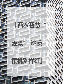 西农智慧“灌溉” 沙漠樱桃别样红