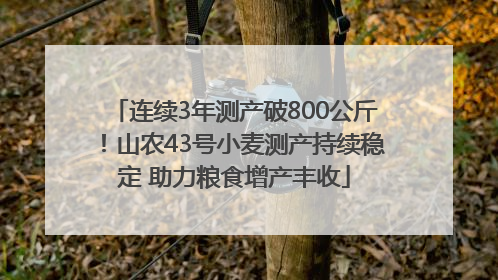 连续3年测产破800公斤！山农43号小麦测产持续稳定 助力粮食增产丰收
