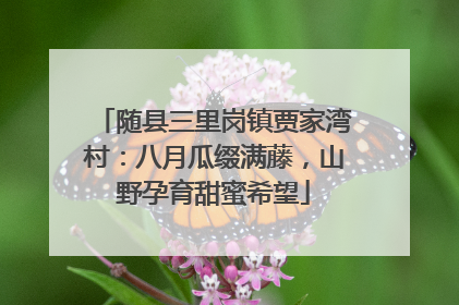 随县三里岗镇贾家湾村：八月瓜缀满藤，山野孕育甜蜜希望