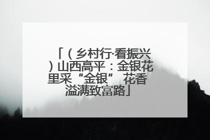 （乡村行·看振兴）山西高平：金银花里采“金银” 花香溢满致富路